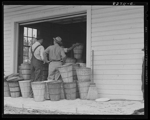 Untitled photo, possibly related to: Escambia Farms, Florida. George McLelland delivering a load of beans to the cooperative