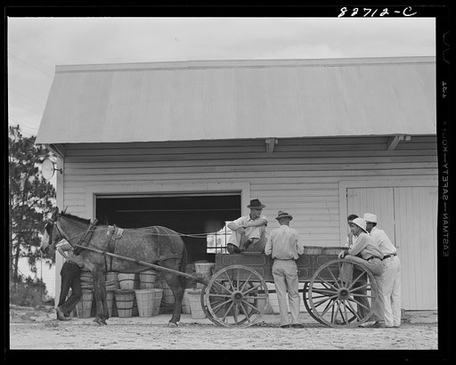 Escambia Farms, Florida. George McLelland delivering a load of beans to the cooperative