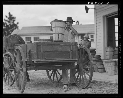 Untitled photo, possibly related to: Escambia Farms, Florida. George McLelland delivering a load of beans to the cooperative