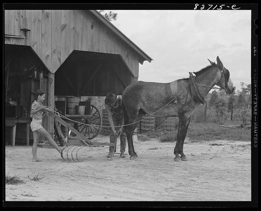 Untitled photo, possibly related to: Escambia Farms, Florida. Kitty McLelland helping her father hitch up the cultivator