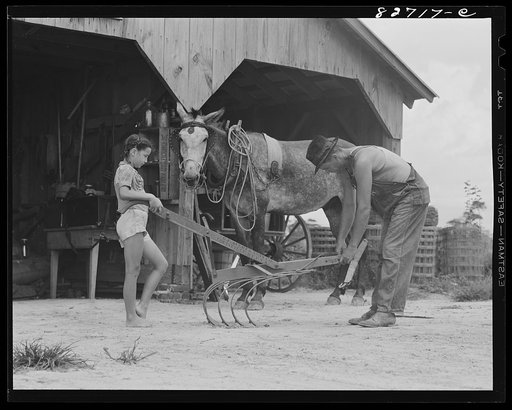 Escambia Farms, Florida. Kitty McLelland helping her father hitch up the cultivator