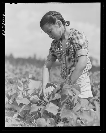 Escambia Farms, Florida. Kitty McLelland picking beans
