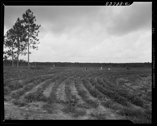 Escambia Farms, Florida. Looking west across the properly terraced land of George McLelland, FSA (Farm State Administration) client