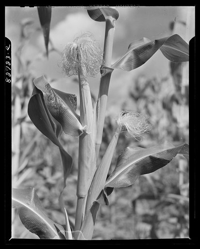 Escambia Farms, Florida. Corn is one of the main crops