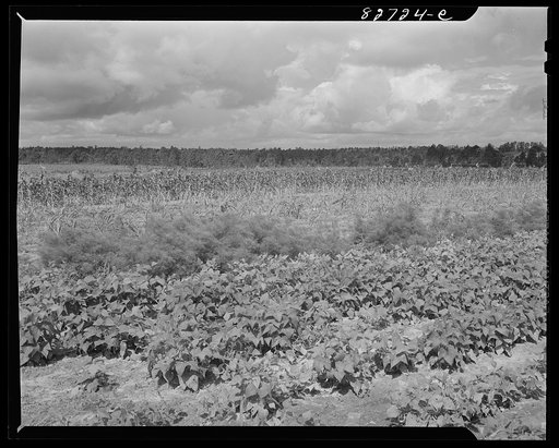 Escambia Farms, Florida. The crops of George McLelland, FSA (Farm Security Administration) client. From foreground to horizon: beans, asparagus, sugar cane, and corn