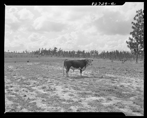 Escambia Farms, Florida. Bull purchased by eighteen farmers through the cooperative