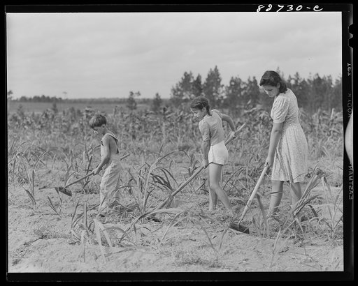 Escambia Farms, Florida. John, Kitty and Elena McLelland hoeing the sugar cane