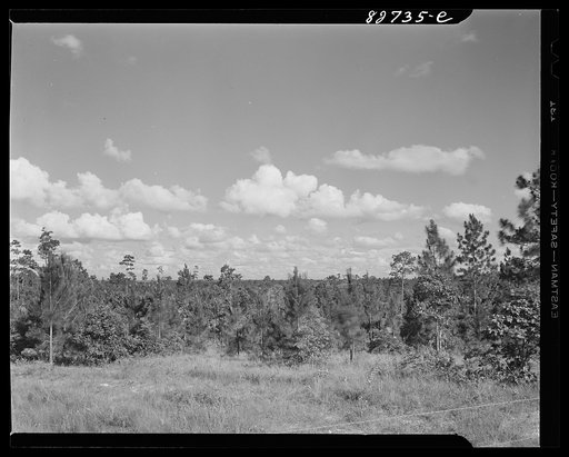 Escambia Farms, Florida. (vicinity) Second growth timber bordering on Escambia Farms