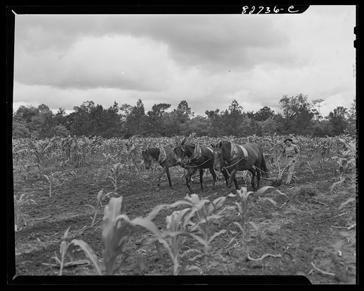 Escambia Farms, Florida. Three sons of a FSA (Farm Security Administration) client plowing corn
