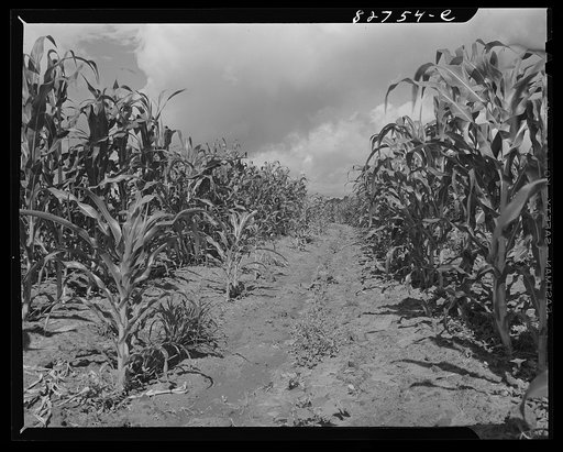 Escambia Farms, Florida. Cornfield
