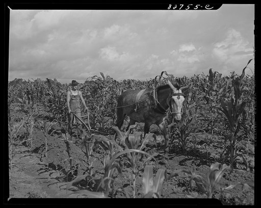 Escambia Farms, Florida. George McLelland plowing his corn
