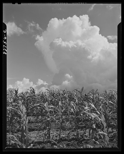 Escambia Farms, Florida. Cornfield, McLelland farm