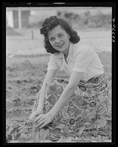 Childersburg, Alabama. Cousa Court defense housing project. Fay Saunders Smith picking bugs off her Victory beans