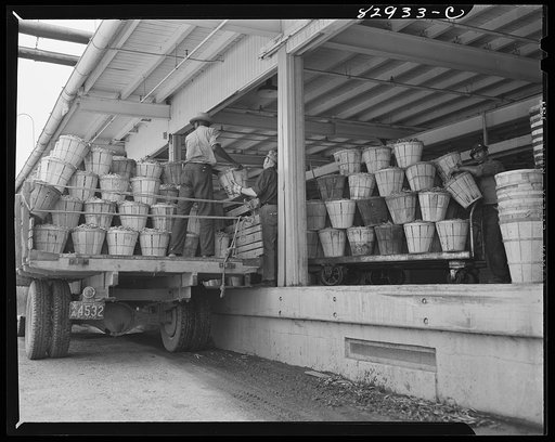 Untitled photo, possibly related to: Bridgeton, New Jersey. Seabrook Farm. Beans waiting at the cannery for quick freezing
