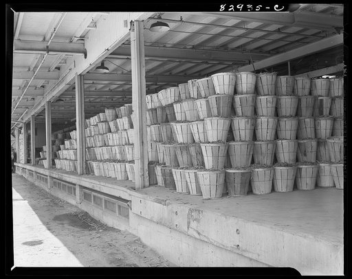 Bridgeton, New Jersey. Seabrook Farm. Beans waiting at the cannery for quick freezing