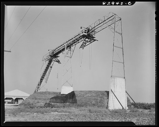Untitled photo, possibly related to: Bridgeton, New Jersey. Seabrook Farm. Bean field