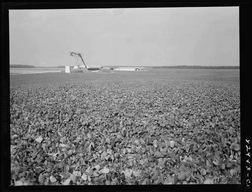 Bridgeton, New Jersey. Seabrook Farm. Bean field