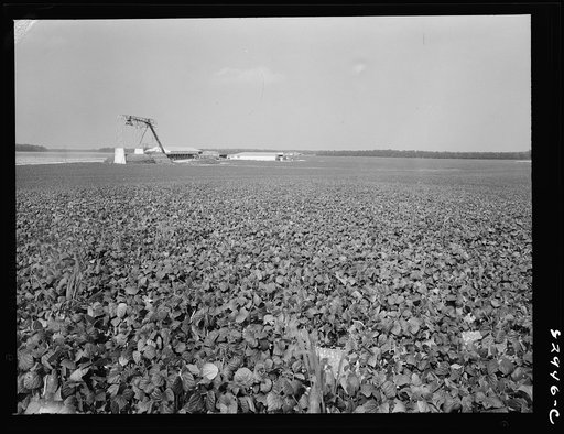 Untitled photo, possibly related to: Bridgeton, New Jersey. Seabrook Farm. Bean field