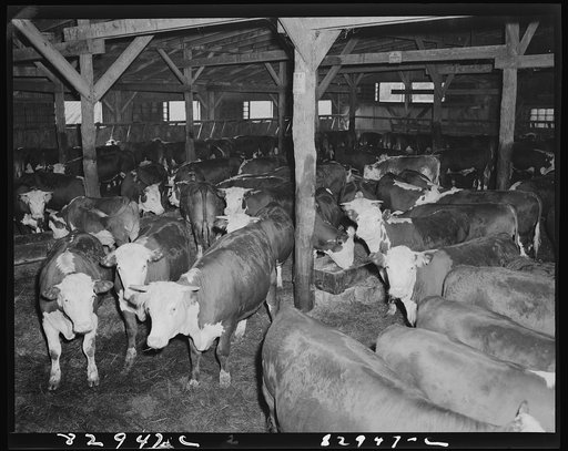 Bridgeton, New Jersey. Seabrook Farm. Beeves which are fattened on pea vines