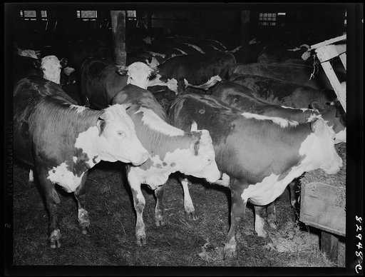 Untitled photo, possibly related to: Bridgeton, New Jersey. Seabrook Farm. Beeves which are fattened on pea vines