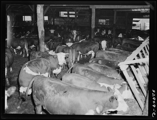 Untitled photo, possibly related to: Bridgeton, New Jersey. Seabrook Farm. Beeves which are fattened on pea vines