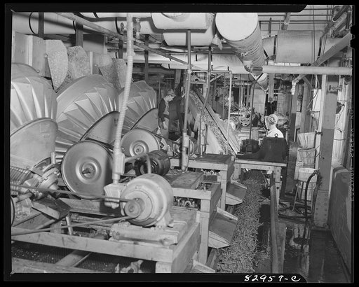 Bridgeton, New Jersey. Seabrook Farm. Washing beans in the packing house