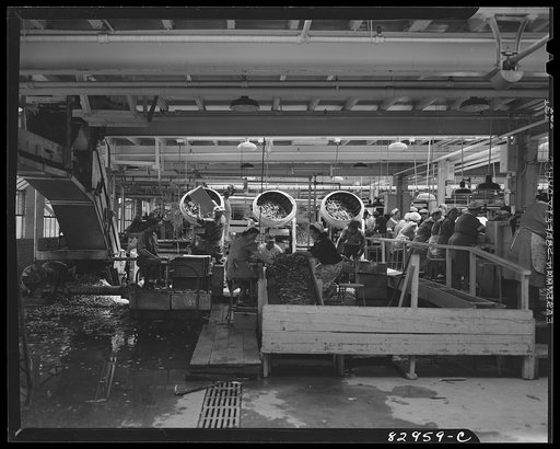Untitled photo, possibly related to: Bridgeton, New Jersey. Seabrook Farm. Packing asparagus