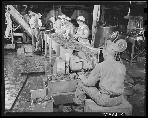 Bridgeton, New Jersey. Seabrook Farm. Processing string beans for packing