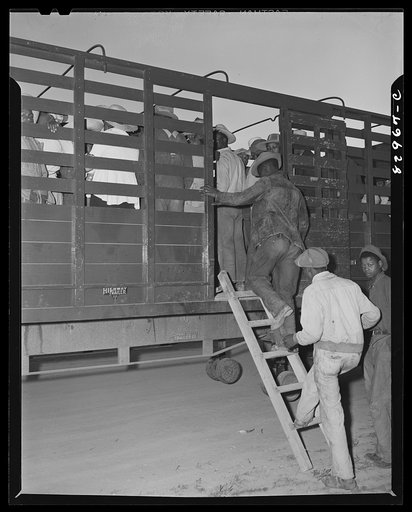 Bridgeton, New Jersey. FSA (Farm Security Administration) agricultural workers' camp. Migrants leaving camp for fields at 5:30 a.m.
