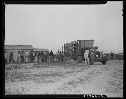 Bridgeton, New Jersey. FSA (Farm Security Administration) agricultural workers' camp. Migrants leaving camp for fields at 5:30 a.m.