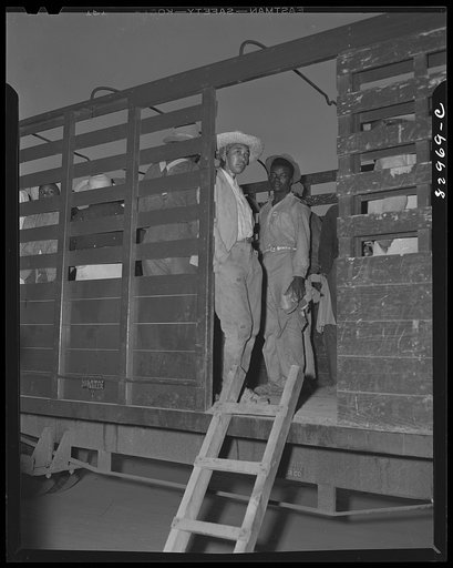 Untitled photo, possibly related to: Bridgeton, New Jersey. FSA (Farm Security Administration) agricultural workers' camp. Migrants leaving camp for fields at 5:30 a.m.