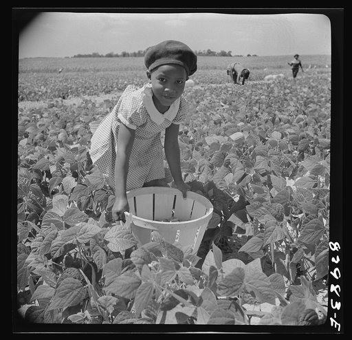 Untitled photo, possibly related to: Bridgeton, New Jersey. Seabrook Farm. Migrant's child working in bean field