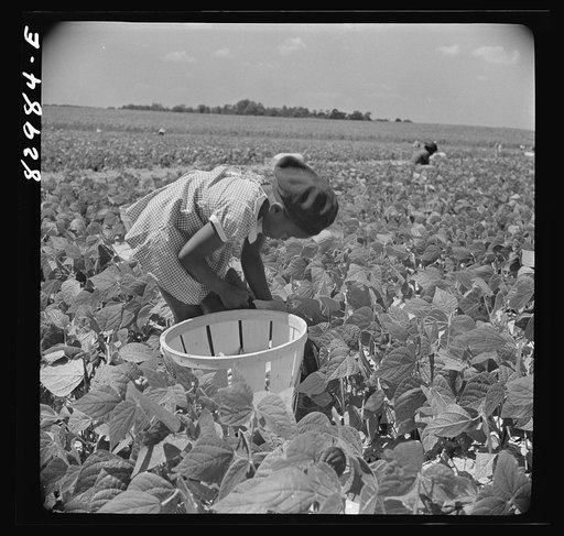 Bridgeton, New Jersey. Seabrook Farm. Migrant's child working in bean field