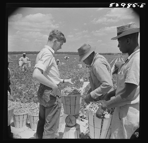 Untitled photo, possibly related to: Bridgeton, New Jersey. Seabrook Farm. Weighing in beans