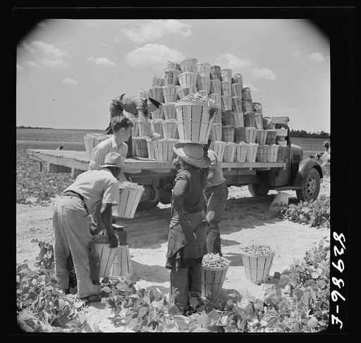 Bridgeton, New Jersey. Seabrook Farm. Weighing in beans