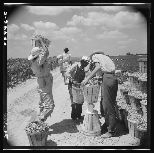 Bridgeton, New Jersey. Seabrook Farm. Weighing in beans before loading on trucks