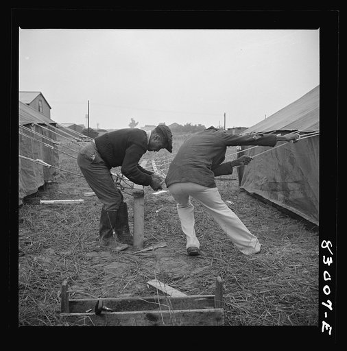 Bridgeton, New Jersey. FSA (Farm Security Administration) agricultural workers' camp. Setting up tents