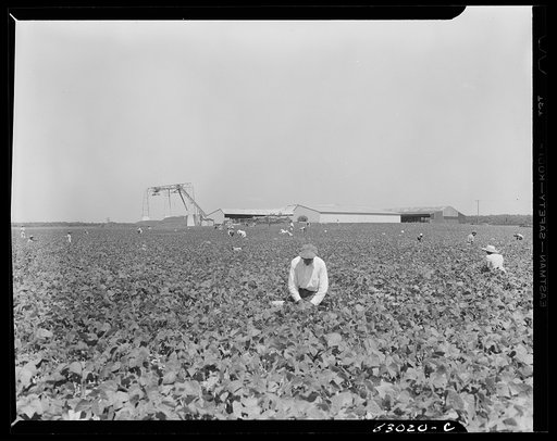 Untitled photo, possibly related to: Bridgeton, New Jersey. Seabrook Farm. One of the enormous fields at which many migratory laborers are employed