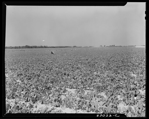 Untitled photo, possibly related to: Bridgeton, New Jersey. Seabrook Farm. One of the enormous fields at which many migratory laborers are employed
