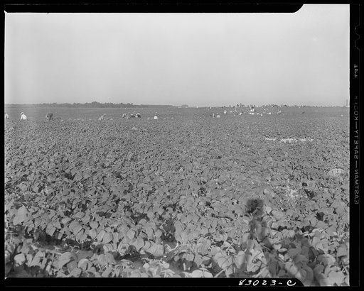 Untitled photo, possibly related to: Bridgeton, New Jersey. Seabrook Farm. One of the enormous fields at which many migratory laborers are employed