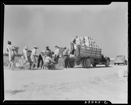 Bridgeton, New Jersey. Seabrook Farm. Loading beans onto the truck which will carry them directly to the Seabrook quick freezing plant