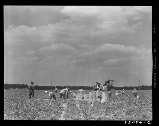 Bridgeton, New Jersey. Seabrook Farm. Migrants working in the bean fields