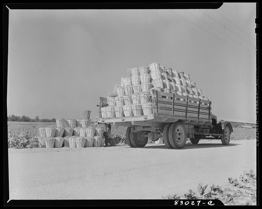 Untitled photo, possibly related to: Bridgeton, New Jersey. Seabrook Farm. Loading beans onto the truck which will carry them directly to the Seabrook quick freezing plant