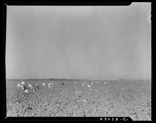 Bridgeton, New Jersey. Seabrook Farm. One of the enormous fields at which many migratory laborers are employed