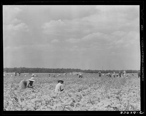 Untitled photo, possibly related to: Bridgeton, New Jersey. Seabrook Farm. One of the enormous fields at which many migratory laborers are employed