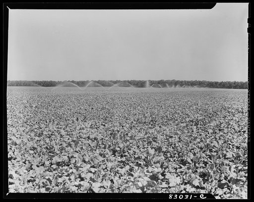 Bridgeton, New Jersey. Seabrook Farm. Irrigation of the beet fields
