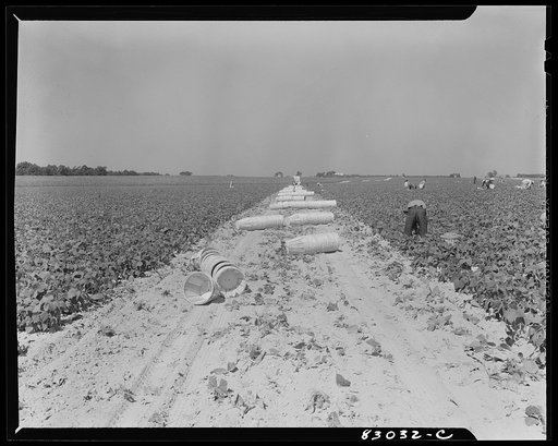 Bridgeton, New Jersey. Seabrook Farm. Baskets for string beans