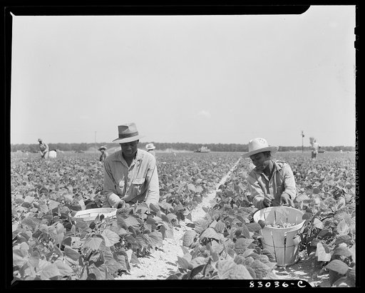 Untitled photo, possibly related to: Bridgeton, New Jersey. Seabrook Farm. Migrants picking beans
