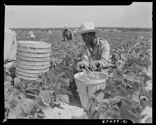 Bridgeton, New Jersey. Seabrook Farm. Migrants picking beans