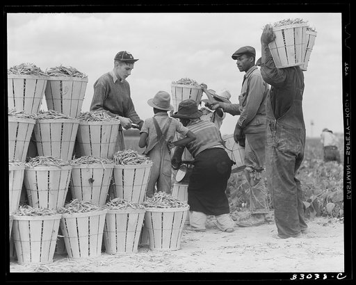 Bridgeton, New Jersey. Seabrook Farm. Weighing in beans